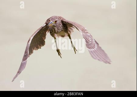 Juvenile schwarz-gekrönter Nachtreiher im Flug Stockfoto