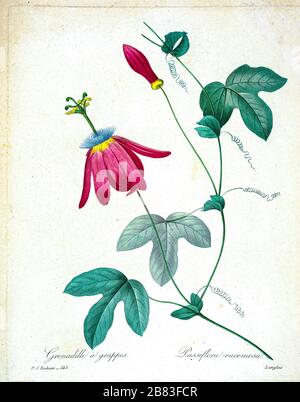 Handbemalte Gravurgravur aus dem 19. Jahrhundert illustriert eine rote Passionsblume. (Passiflora racemosa) von Pierre-Joseph Redoute. Herausgegeben in Choix des Plus Belles Fleurs, Paris (186). Von Redouté, Pierre Joseph, 1759-1840.; Chapuis, Jean Baptiste.; Ernest Panckoucke.; Langois, Dr.; Bessin, R.; Victor, fl. CA. 1820-1850. Stockfoto