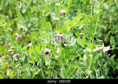 Grüne Erbsen wachsen auf dem Bauernhof Stockfoto