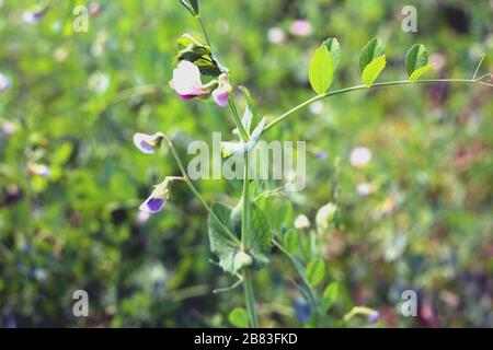 Schöne Nahaufnahme von grünen frischen Erbsen und Erbsen Stockfoto