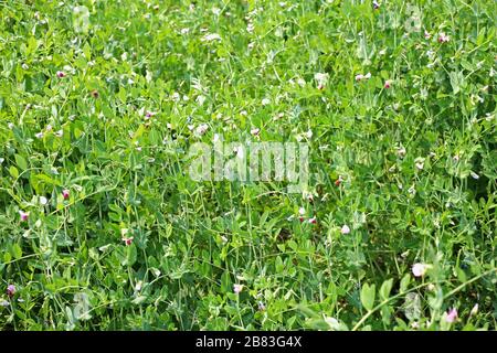 Eine junge Pflanze aus grünen, pflanzlichen Erbsen Stockfoto