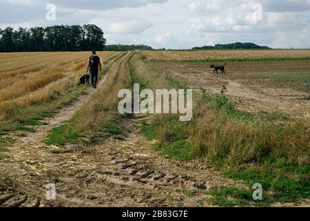 Mann mit seinen Hunden auf dem Weizenfeld von Auvers-sur-Oise.Auvers-sur-Oise.France Stockfoto