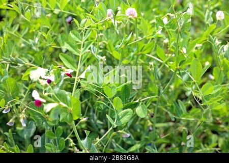 Reihen von grünem Erbsengemüse im Feld Stockfoto