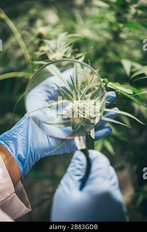 Professionelle Forscher, die auf Hanffeld arbeiten, überprüfen Pflanzen, alternative Medizin und Cannabiskonzept Stockfoto