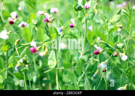 Frische leuchtend grüne Erbsenschoten an einer Erbsenpflanze in einem Garten Stockfoto