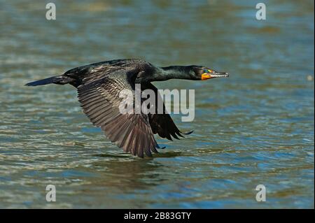 Erwachsene doppelt gekrempelt Cormoran im Flug Stockfoto