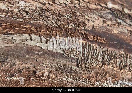 Textur der Baumrinde mit den von den Rindenkäfern überlassenen Mustern. Selektiver Fokus Stockfoto