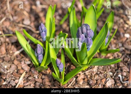 Hyazinths Hyacinthus orientalis blüht im Frühjahr Februar März April Stockfoto