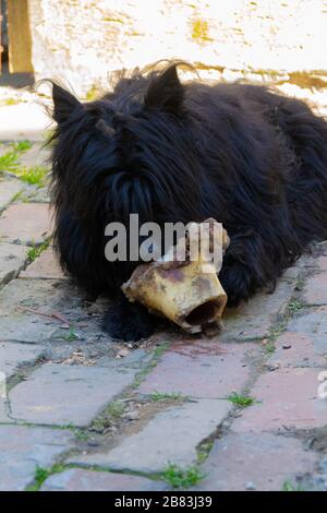 Der Hund frisst einen Wadenbein. Nahaufnahme von Hund und Knochen - Bild Stockfoto