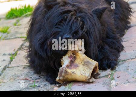 Der Hund frisst einen Wadenbein. Nahaufnahme von Hund und Knochen - Bild Stockfoto