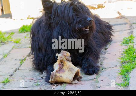 Der Hund frisst einen Wadenbein. Nahaufnahme von Hund und Knochen - Bild Stockfoto