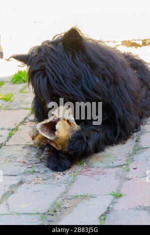 Der Hund frisst einen Wadenbein. Nahaufnahme von Hund und Knochen - Bild Stockfoto