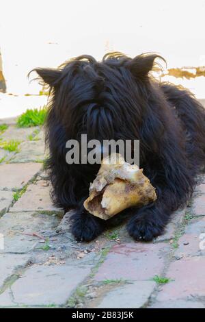 Der Hund frisst einen Wadenbein. Nahaufnahme von Hund und Knochen - Bild Stockfoto