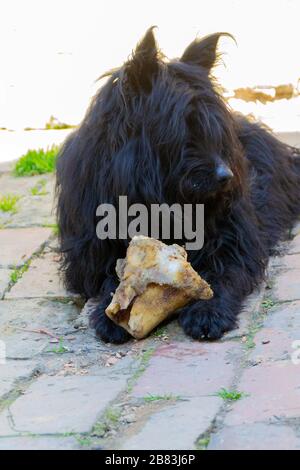 Der Hund frisst einen Wadenbein. Nahaufnahme von Hund und Knochen - Bild Stockfoto