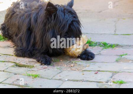 Der Hund frisst einen Wadenbein. Nahaufnahme von Hund und Knochen - Bild Stockfoto