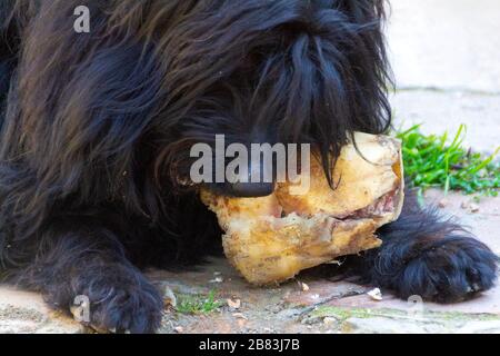 Der Hund frisst einen Wadenbein. Nahaufnahme von Hund und Knochen - Bild Stockfoto