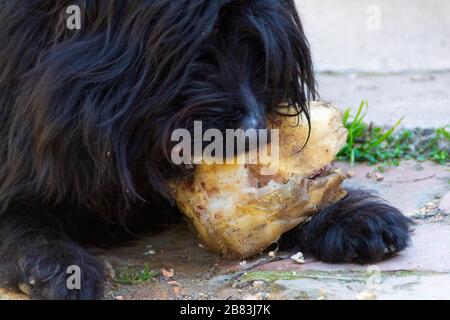 Der Hund frisst einen Wadenbein. Nahaufnahme von Hund und Knochen - Bild Stockfoto