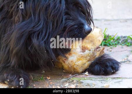 Der Hund frisst einen Wadenbein. Nahaufnahme von Hund und Knochen - Bild Stockfoto