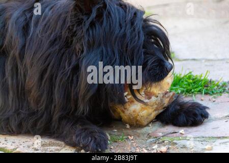 Der Hund frisst einen Wadenbein. Nahaufnahme von Hund und Knochen - Bild Stockfoto