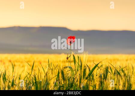 Frühling. Einsamer Mohn über Weizenfeld im Morgengrauen. Apulien (Italien). Stockfoto