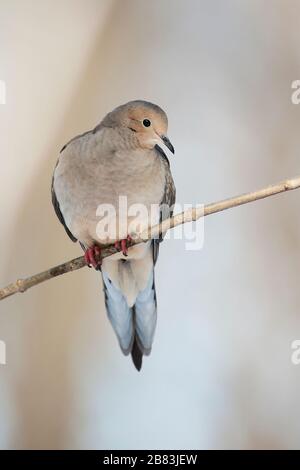 Perched Mourning Dove Portrait up Close Stockfoto