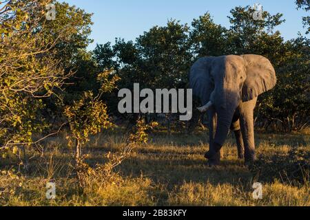 Afrikanischer Elefant (Loxodonta africana), Moremi Game Reserve, Okavango Delta, Botswana. Stockfoto
