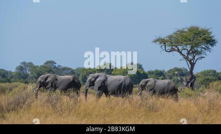 Afrikanischer Elefant (Loxodonta africana), Moremi Game Reserve, Okavango Delta, Botswana. Stockfoto