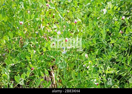Frische Grüne Pflanzen Von Peas Wachsen In Der Gemüse-Farm Stockfoto