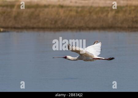 Afrikanischer Spoonbill (Platalea alba), Moremi Game Reserve, Okavango Delta, Botswana. Stockfoto
