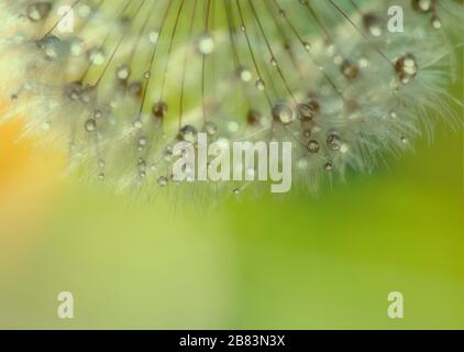 Morgentau auf einem Dandelion. Stockfoto