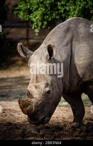 Northern White Rhino mit Southern White Rhino, Kenia Stockfoto