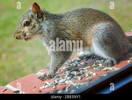 Ein Ostgraues Gleithörnchen isst schwarze Öl-Sonnenblumenkerne aus einem Fenstervorsprung, 17. März 2020, in Coden, Alabama. Stockfoto