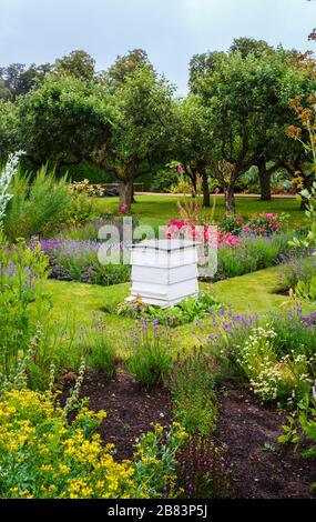 Traditioneller weißer Bienenstock aus Holz, der im Sommer in einem mit Blumen gefüllten Garten in Norfolk, East Anglia, England steht Stockfoto