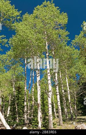 Grove of Aspen bricht vom Berghang im Great Basin National Park in Nevada aus Stockfoto