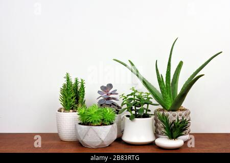 Gruppe verschiedener Kakteen und saftige Pflanzen in Töpfen. Seitenansicht auf Holzregal gegen eine weiße Wand. Stockfoto