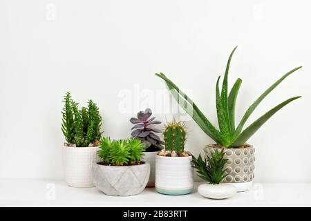 Gruppe verschiedener Kakteen und saftige Pflanzen in Töpfen. Seitenansicht auf weißem Regal gegen eine weiße Wand. Stockfoto