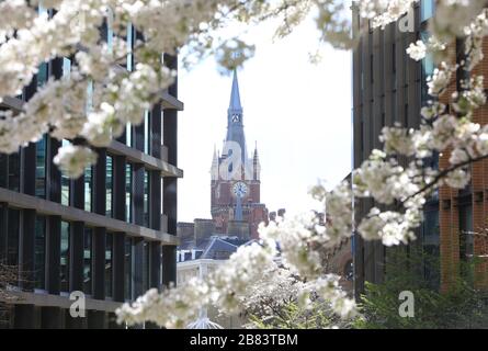 St-Pancras-Uhrturm, Blick durch die Frühlingsblüte vom Pancras Square, im Norden Londons, Großbritannien Stockfoto