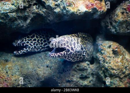 Fantastischer Moment im Korallenriffaquarium Stockfoto