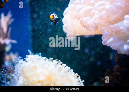 Fantastischer Moment im Korallenriffaquarium Stockfoto