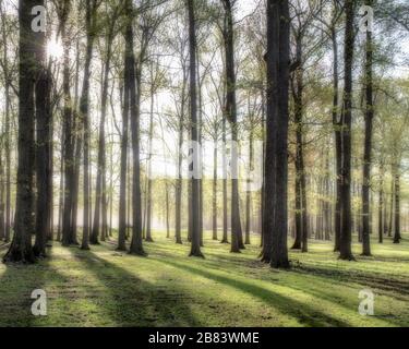 Wald von Eichen in Nebel und frühmorgendlichen Licht und Schatten, die durch die Bäume strömen, mit einem Sonnenaufgang in der linken oberen Ecke. Stockfoto