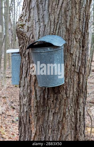 Ahorn Sugar sap Gathering from Sugar Maple Trees, SW Michigan, USA, by James D Coppinger/Dembinsky Photo Assoc Stockfoto