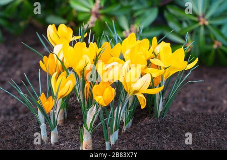 Nahaufnahme einer Gruppe gelber Crocus vernus. Frühlingsblüte und voll winterharte Kormen Stockfoto