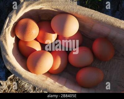 Braune Eier in einem Korb Stockfoto
