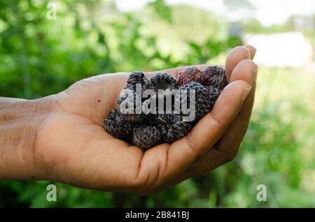 Schwarze Himbeere In Der Hand Stockfoto