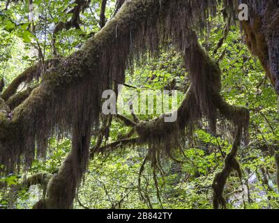 Ein großer moosbedeckter Ahorn-Baumzweig am hohen Regenwald im olympia-nationalpark des US-pazifik-nordwestens Stockfoto