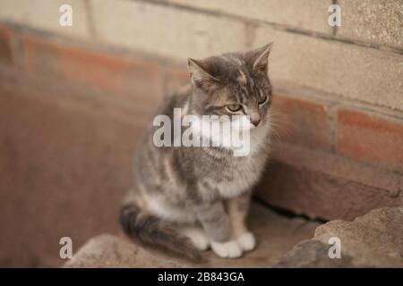 Wunderschönes junges Aschetier-Porträt auf den Steinstufen im Freien. Nahaufnahme, selektiver Fokus Stockfoto