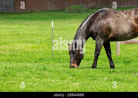 Ein wunderschönes dunkelbraunes und schwarzes Pferd, das auf einer Ranch-Weide steht und auf dem üppigen grünen Gras weidet, das nach einigem Frühlingsregen wächst. Stockfoto