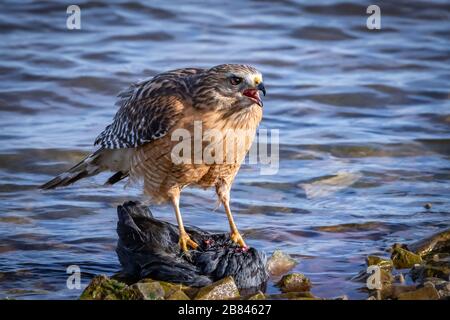Red-uldered Hawk (Buteo lineatus), der einen Kill auf einem Seeufer hütet Stockfoto
