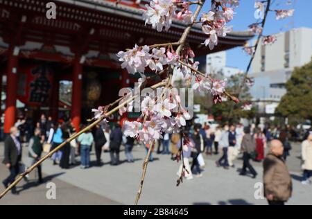 Tokio, Japan. März 2020. Sightseeners besuchen Tokios beliebten Touristenort Asakusa am Donnerstag, 19. März 2020. Die Zahl der ausländischen Besucher in Japan sank im Februar um 58 Prozent, teilte die Japan National Tourism Organization (JNTO) am 19. März mit. Credit: Yoshio Tsunoda/AFLO/Alamy Live News Stockfoto