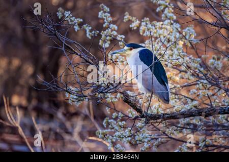 Schwarz-bekrönter Nachtheron (Nycticorax nycticorax) thront in einem Baum Stockfoto